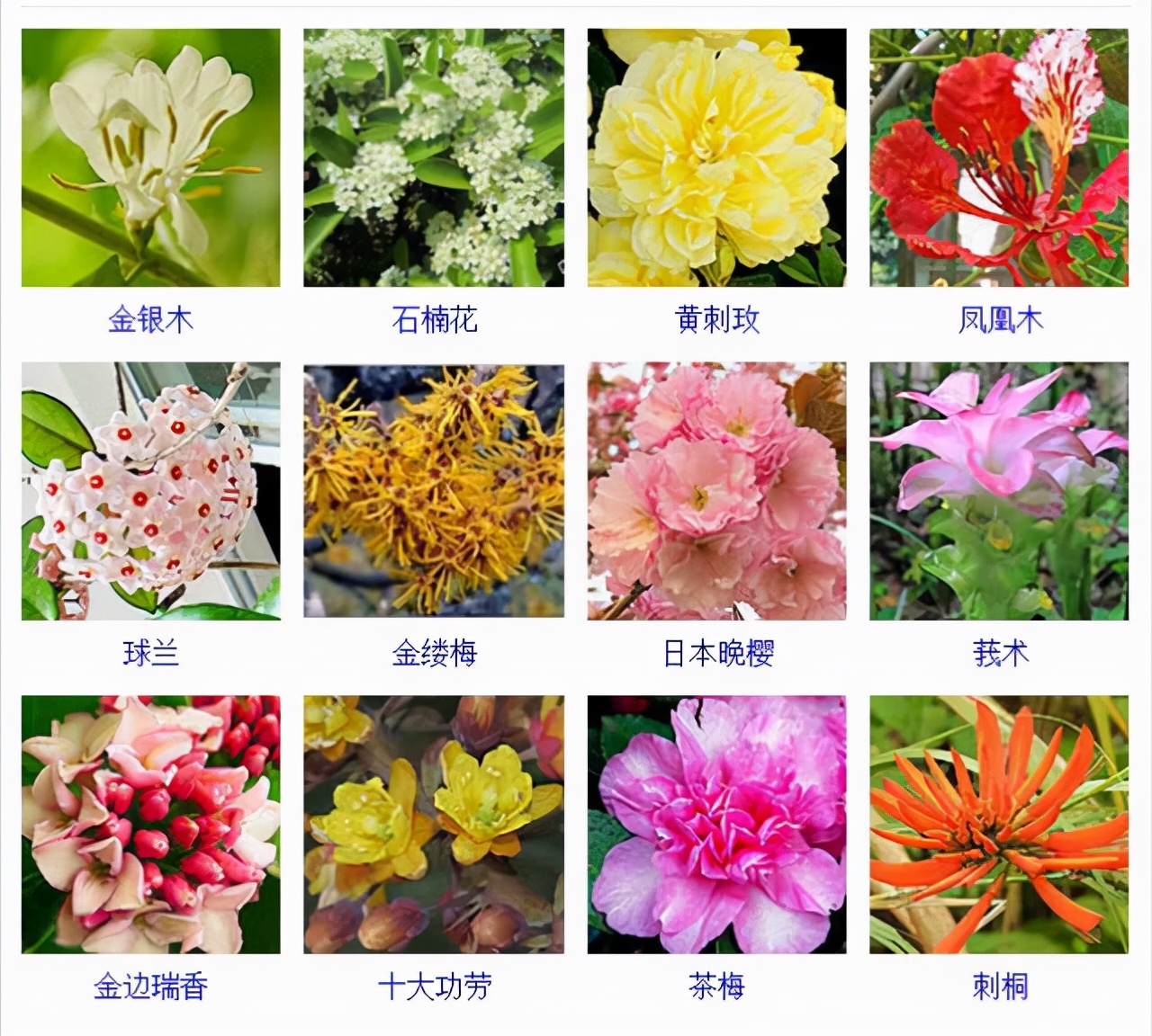 植物品種名稱大全（最常見的800種景觀觀花植物，附植物習(xí)性種植）