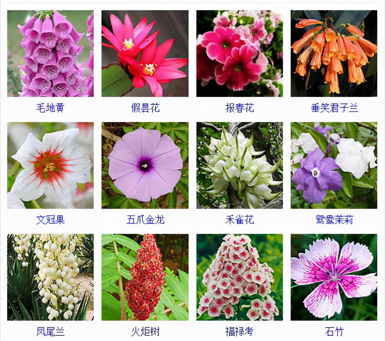 植物品種名稱大全（最常見的800種景觀觀花植物，附植物習(xí)性種植）