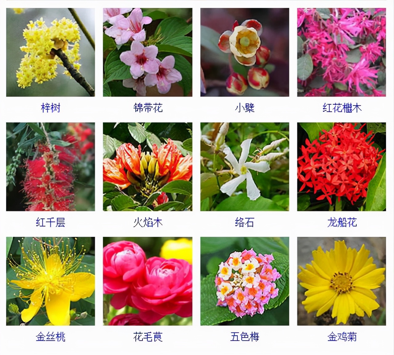 植物品種名稱大全（最常見的800種景觀觀花植物，附植物習(xí)性種植）