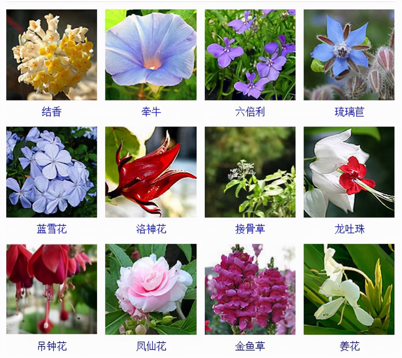 植物品種名稱大全（最常見的800種景觀觀花植物，附植物習(xí)性種植）