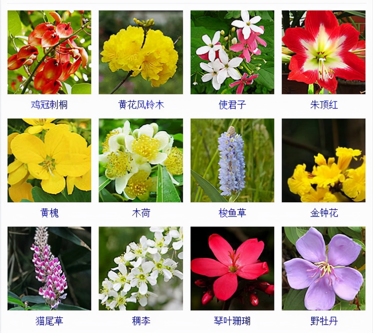 植物品種名稱大全（最常見的800種景觀觀花植物，附植物習(xí)性種植）
