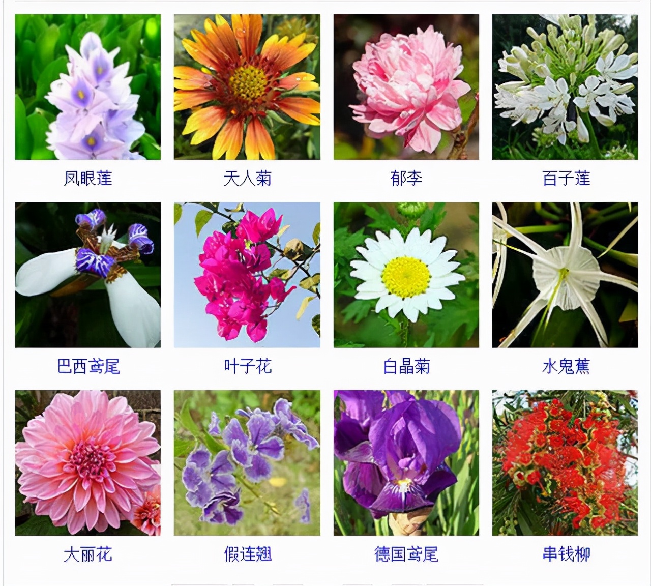 植物品種名稱大全（最常見的800種景觀觀花植物，附植物習(xí)性種植）