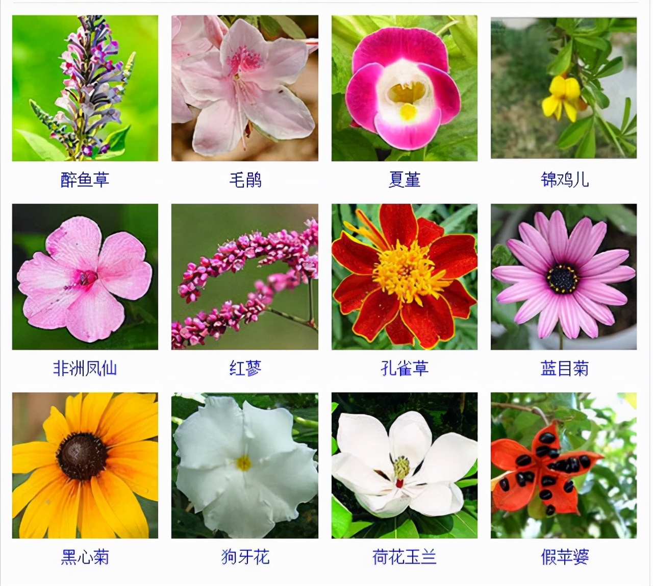 植物品種名稱大全（最常見的800種景觀觀花植物，附植物習(xí)性種植）