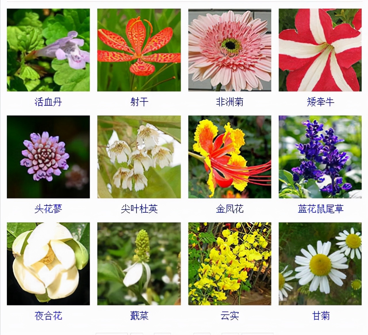 植物品種名稱大全（最常見的800種景觀觀花植物，附植物習(xí)性種植）