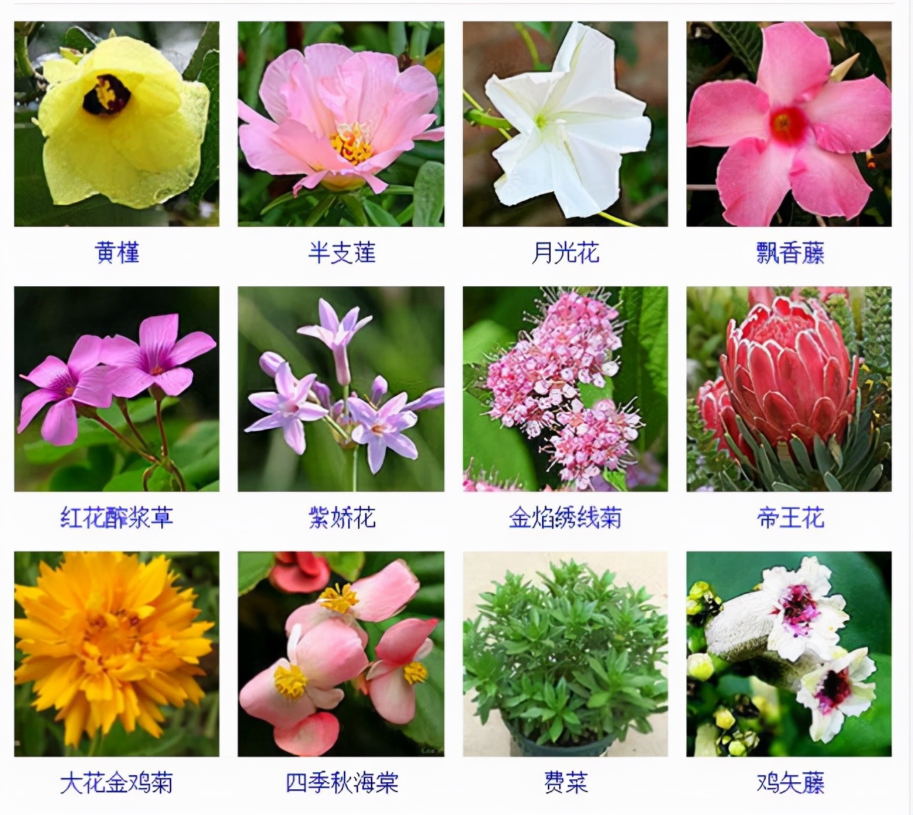 植物品種名稱大全（最常見的800種景觀觀花植物，附植物習(xí)性種植）