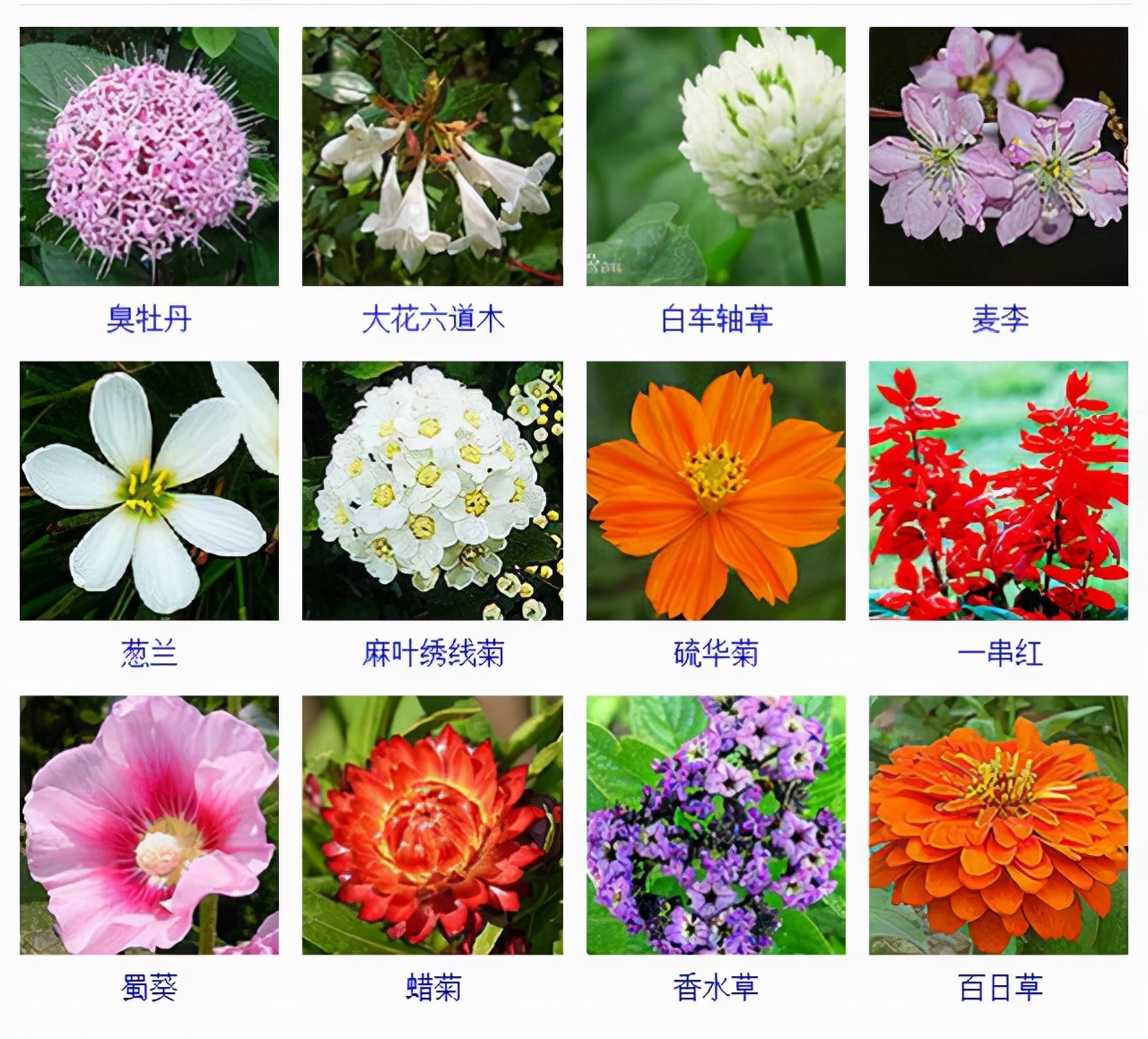 植物品種名稱大全（最常見的800種景觀觀花植物，附植物習(xí)性種植）
