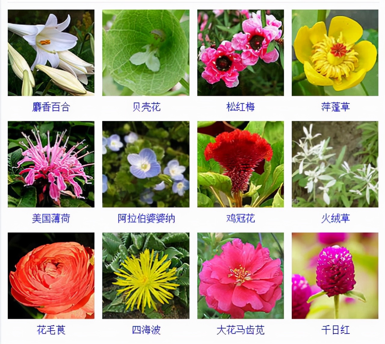 植物品種名稱大全（最常見的800種景觀觀花植物，附植物習(xí)性種植）