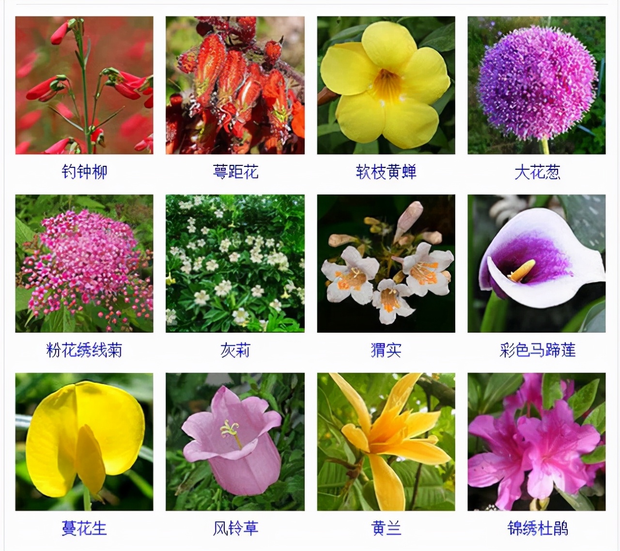 植物品種名稱大全（最常見的800種景觀觀花植物，附植物習(xí)性種植）