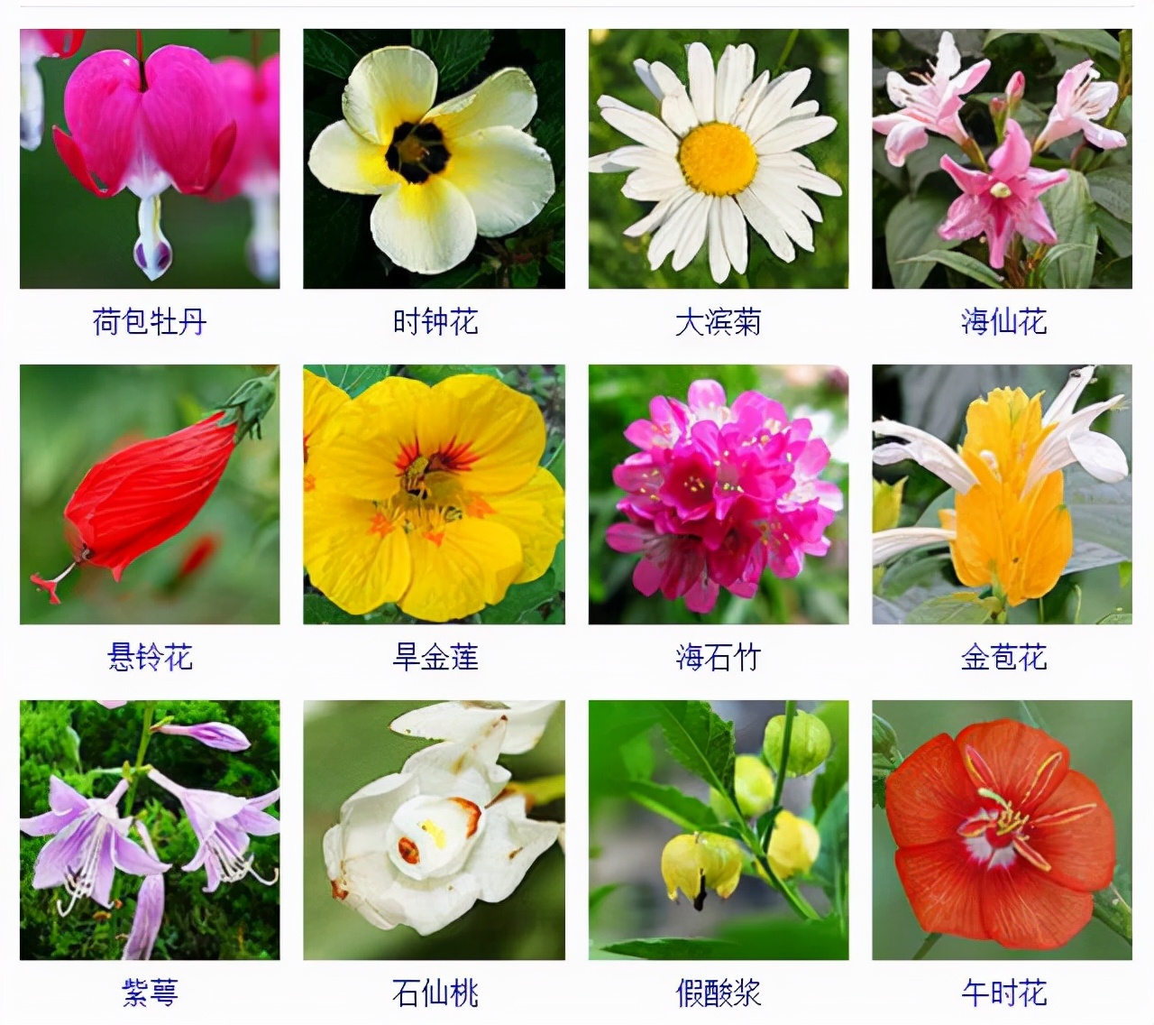 植物品種名稱大全（最常見的800種景觀觀花植物，附植物習(xí)性種植）
