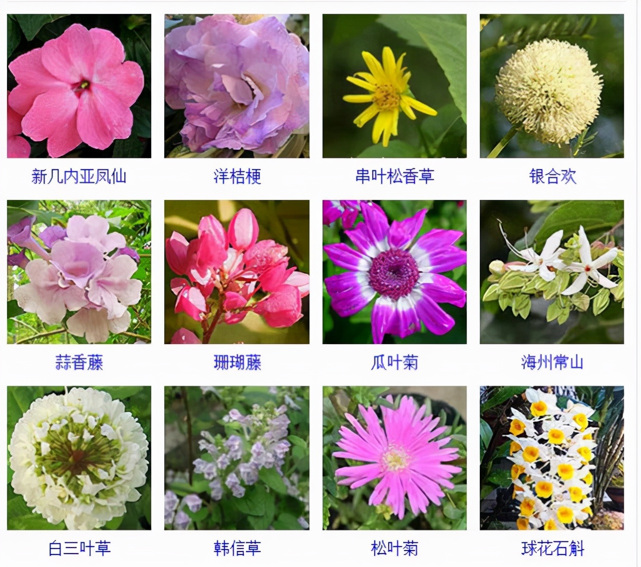 植物品種名稱大全（最常見的800種景觀觀花植物，附植物習(xí)性種植）