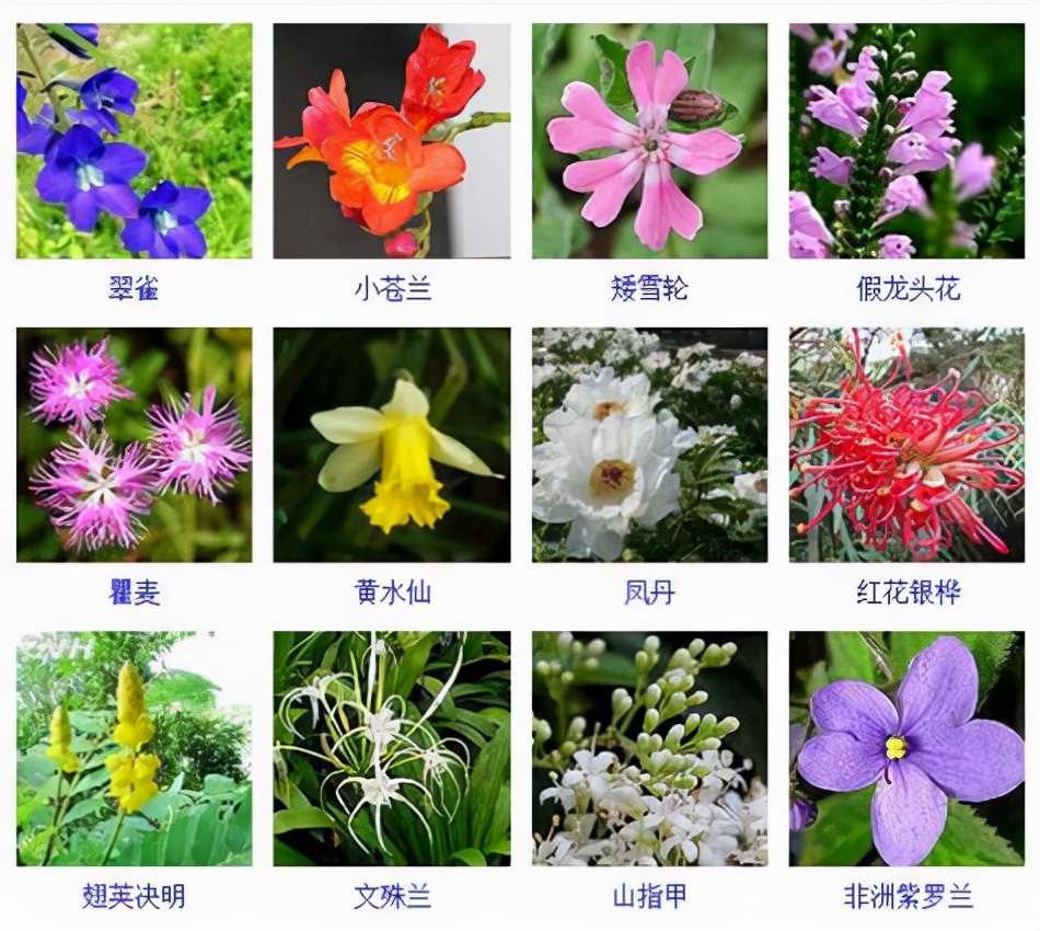 植物品種名稱大全（最常見的800種景觀觀花植物，附植物習(xí)性種植）