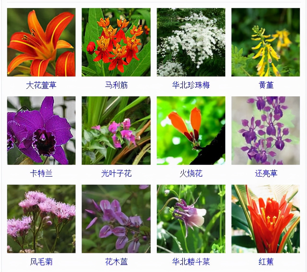 植物品種名稱大全（最常見的800種景觀觀花植物，附植物習(xí)性種植）
