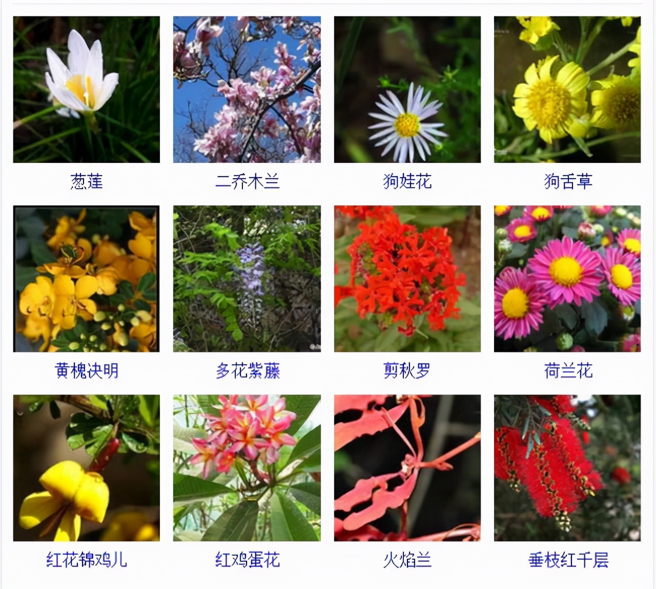 植物品種名稱大全（最常見的800種景觀觀花植物，附植物習(xí)性種植）