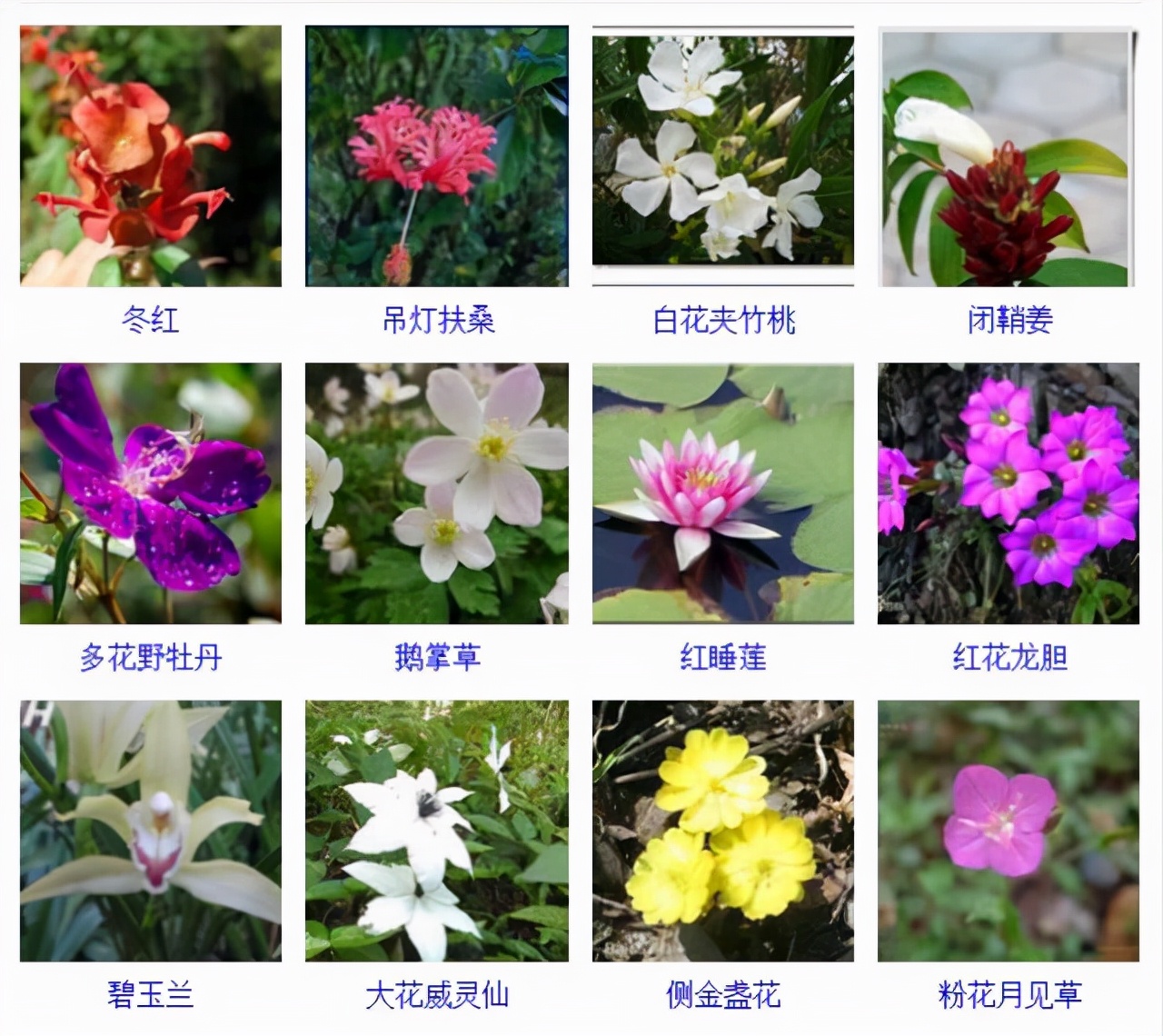 植物品種名稱大全（最常見的800種景觀觀花植物，附植物習(xí)性種植）