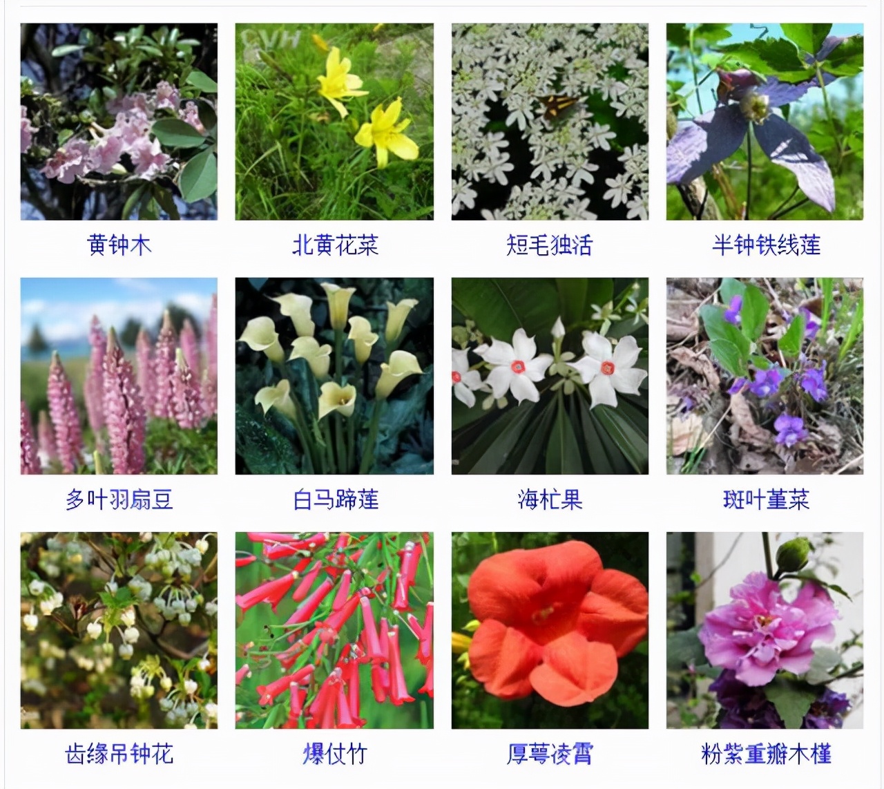 植物品種名稱大全（最常見的800種景觀觀花植物，附植物習(xí)性種植）