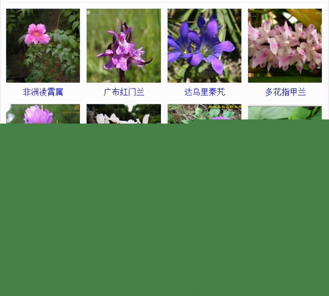 植物品種名稱大全（最常見的800種景觀觀花植物，附植物習(xí)性種植）