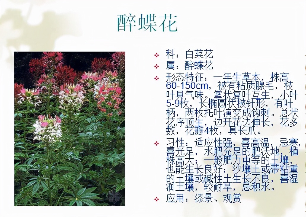 植物品種名稱大全（最常見的800種景觀觀花植物，附植物習(xí)性種植）