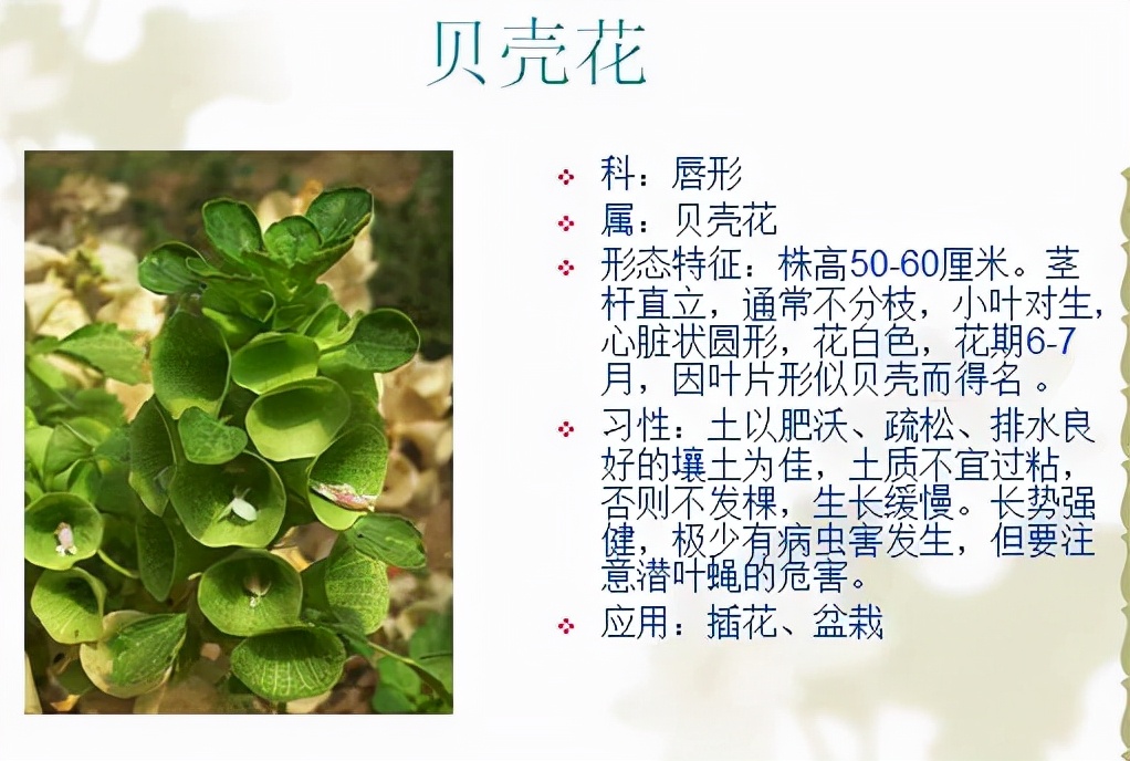 植物品種名稱大全（最常見的800種景觀觀花植物，附植物習(xí)性種植）
