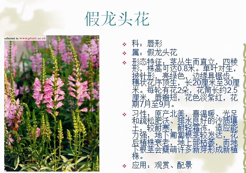 植物品種名稱大全（最常見的800種景觀觀花植物，附植物習(xí)性種植）