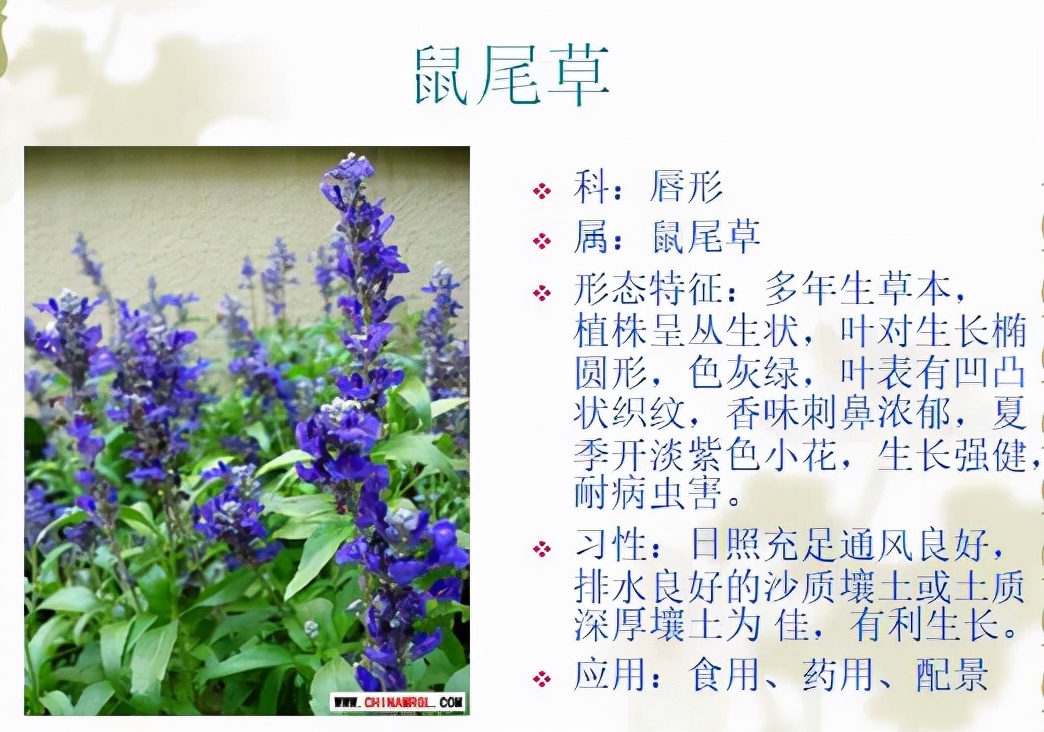 植物品種名稱大全（最常見的800種景觀觀花植物，附植物習(xí)性種植）