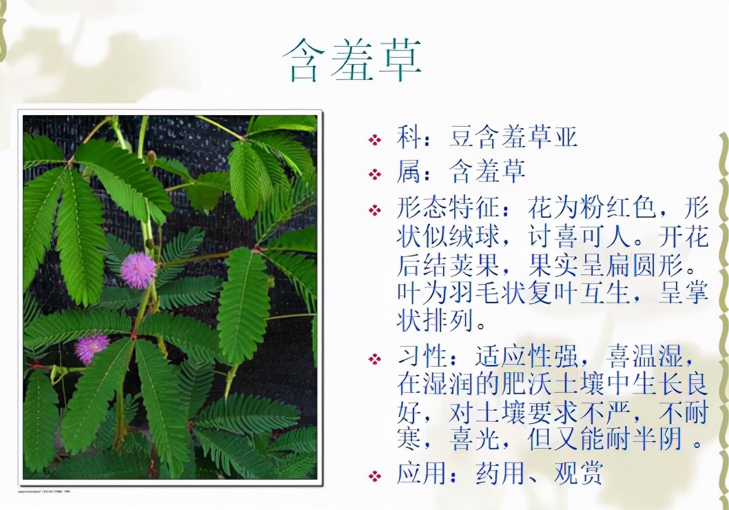 植物品種名稱大全（最常見的800種景觀觀花植物，附植物習(xí)性種植）