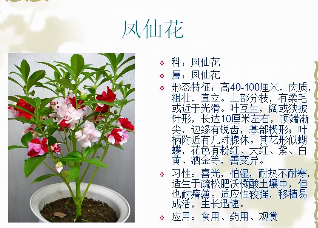 植物品種名稱大全（最常見的800種景觀觀花植物，附植物習(xí)性種植）