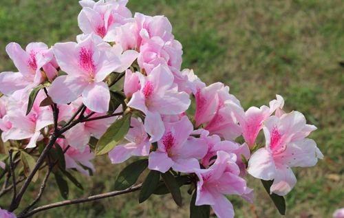  杜鵑花什么時候開花（杜鵑花的開花時間）