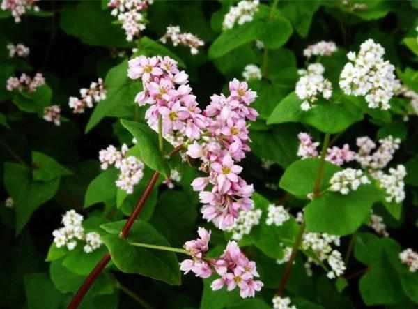 南方蜜源植物產(chǎn)蜜量排行榜(細數(shù)南方的蜜源植物有哪些)