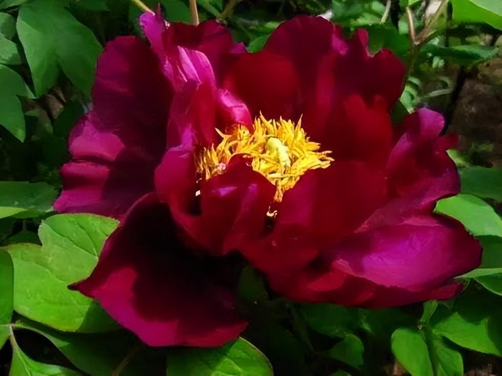 黑牡丹花是什么品種（黑牡丹花的價(jià)格及常見(jiàn)品種）