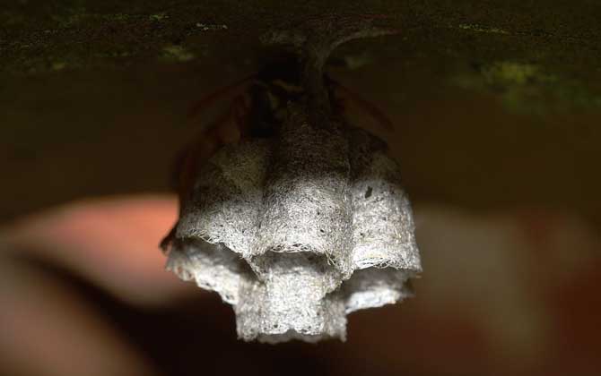 馬蜂種苗價(jià)格是多少（胡蜂蜂王多少錢(qián)一只）