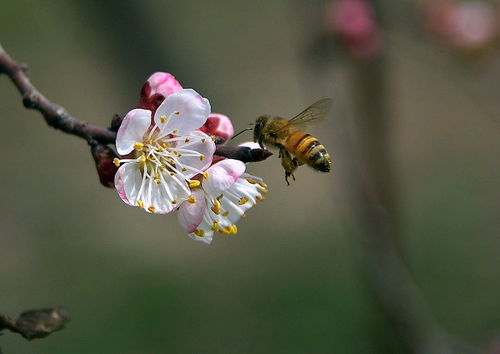 附近有人養(yǎng)蜂能不能誘蜂（為什么不能在養(yǎng)蜂場(chǎng)附近誘蜂）