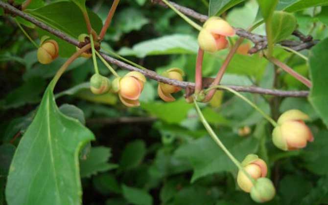 五味子什么時候開花有蜜嗎（五味子什么時候開花）