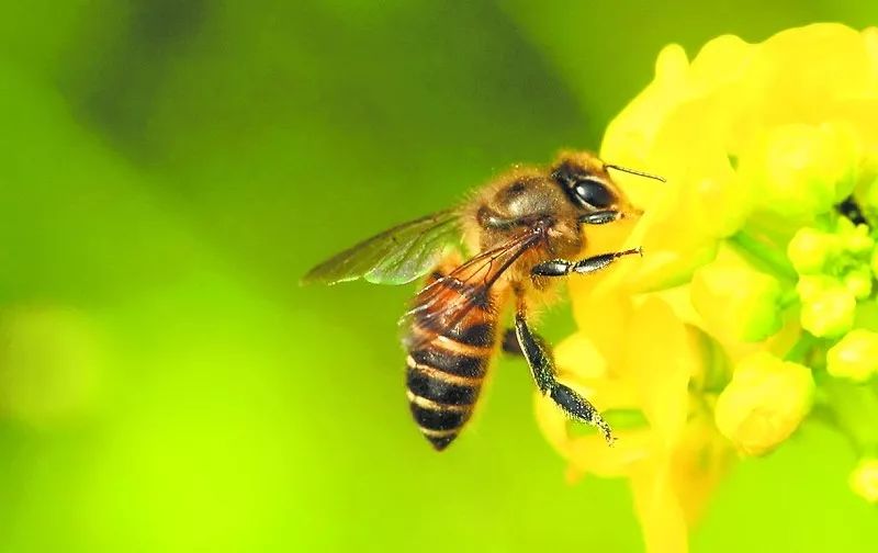 蜂王死了蜜蜂會(huì)報(bào)仇嗎（打死蜂王后蜜蜂會(huì)報(bào)仇嗎）