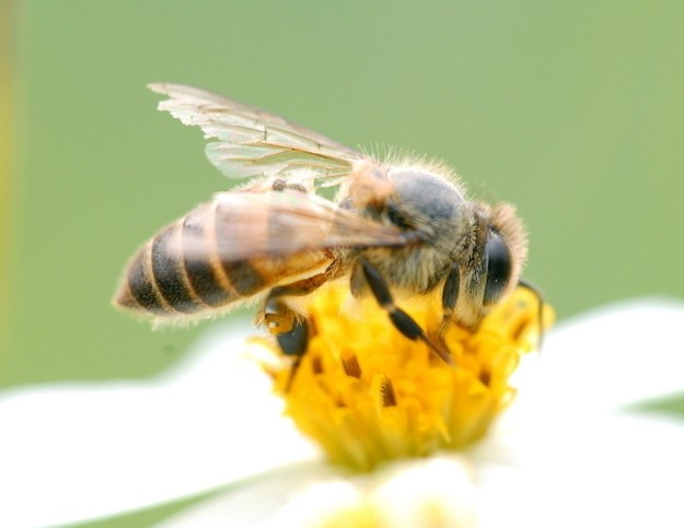 蜂王死了蜜蜂會(huì)報(bào)仇嗎（打死蜂王后蜜蜂會(huì)報(bào)仇嗎）
