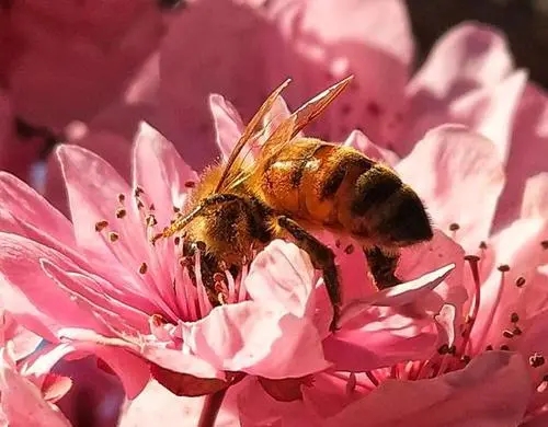 蜜蜂為什么不采茶花蜜