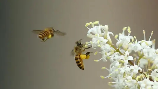 蜜蜂為什么不采茶花蜜