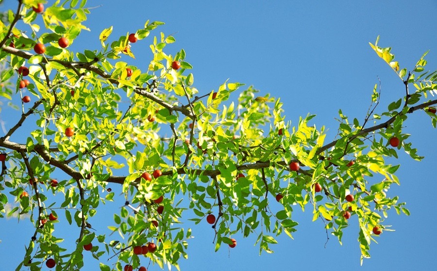 中國四大蜜源植物指的是哪四種？(附帶四種蜜源植物介紹)