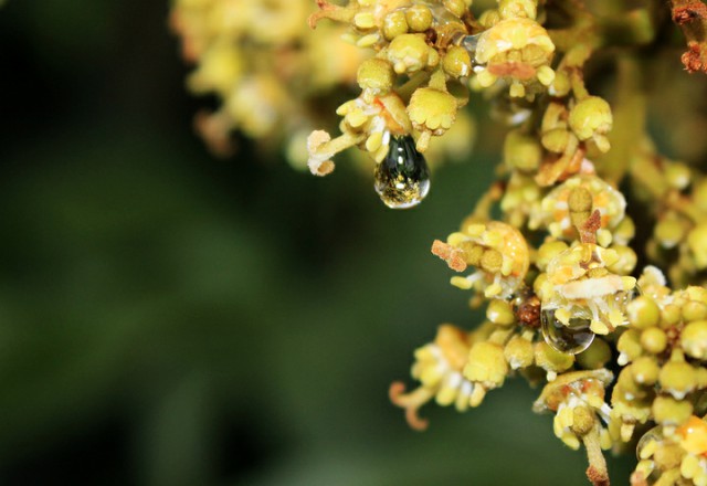 中國四大蜜源植物指的是哪四種？(附帶四種蜜源植物介紹)