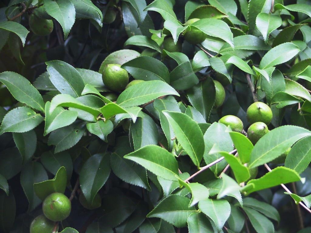 茶油樹(shù)花的露水很甜，適合養(yǎng)蜂嗎（油茶樹(shù)花能用來(lái)養(yǎng)蜂么）