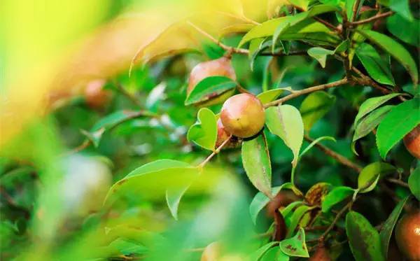 茶油樹(shù)花的露水很甜，適合養(yǎng)蜂嗎（油茶樹(shù)花能用來(lái)養(yǎng)蜂么）