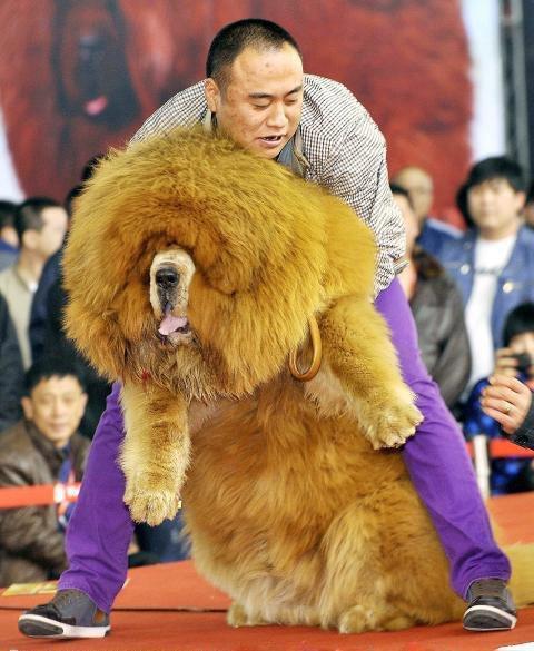 一只豬27萬美元？一只鴿子140萬美元？盤點史上最昂貴的6只動物