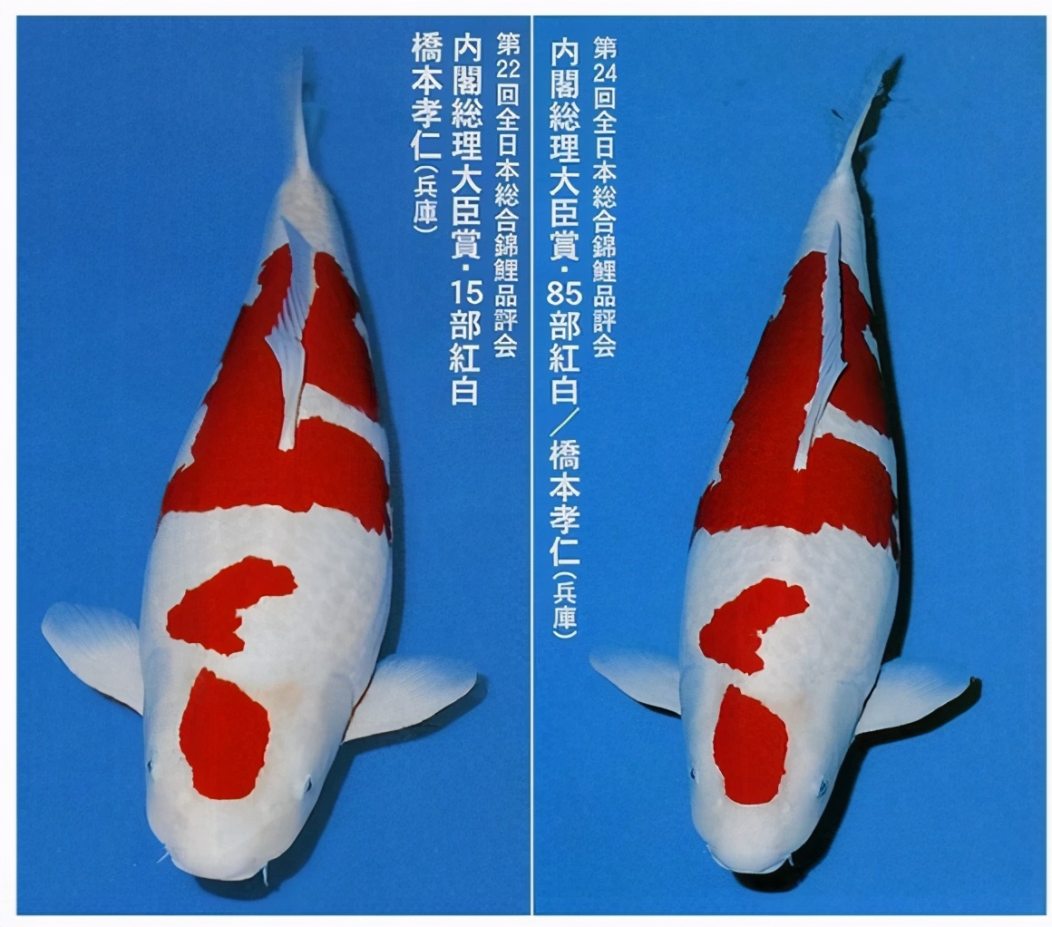 一只豬27萬美元？一只鴿子140萬美元？盤點史上最昂貴的6只動物