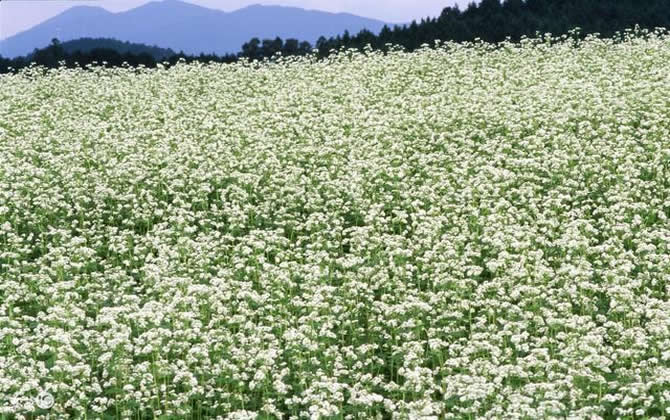 常見開花的蜜源植物有哪些？(花期、蜜粉量、流蜜規(guī)律)