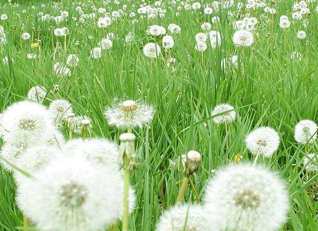 黑龍江蜜源植物介紹（黑龍江省有哪些蜜源植物）