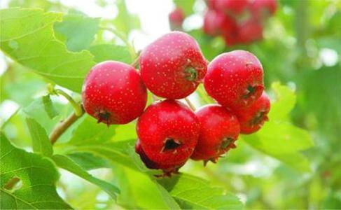 黑龍江蜜源植物介紹（黑龍江省有哪些蜜源植物）
