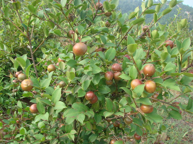 中華蜜蜂能采茶葉花的蜜嗎（中蜂采茶葉花的蜜會(huì)中毒么）