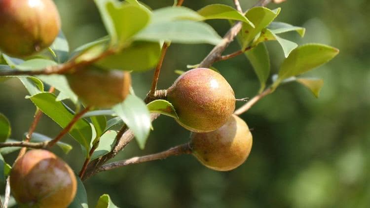 中華蜜蜂能采茶葉花的蜜嗎（中蜂采茶葉花的蜜會(huì)中毒么）