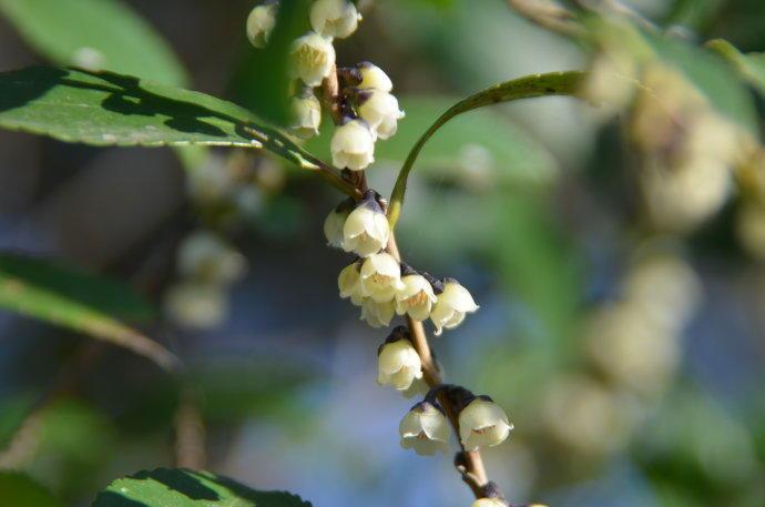 我國常見的蜜源樹種有哪些（什么樹蜜源最好）