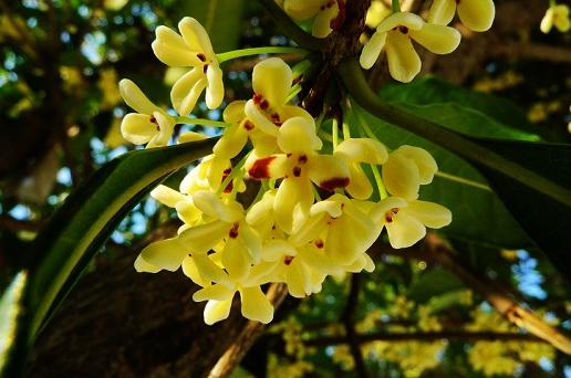 野桂花什么時候開花（桂花每年什么時候開花）