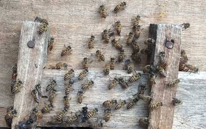 新手養蜂注意事項有哪些？